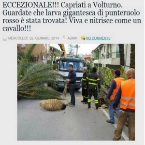 20140123_61556_larva2