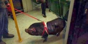 maialino al guinzaglio tram di roma 