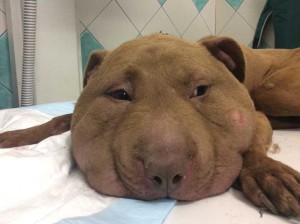 freccia-cane-trafitto-da-arpione-1