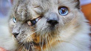 bettie bee gatto con due facce