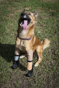 cola il cane con le protesi