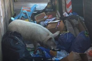 gene gnocchi claretta petacci