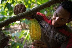 il cioccolato scomparirà nei prossimi 30 anni