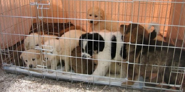 Fermati trafficanti di cani sull'A13 | Erano 220 i cuccioli stipati in un camion