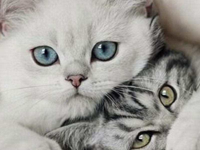 Risultati immagini per la giornata mondiale del gatto italia